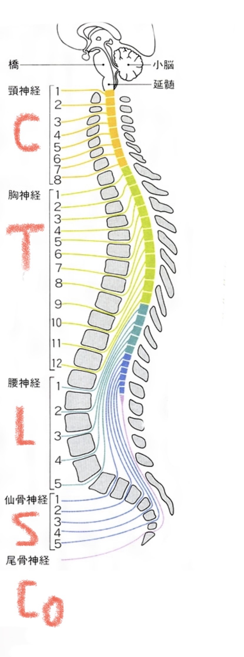 肢体不自由：脊髄損傷】求められる福祉住環境整備とは vol.133 介護ラボ