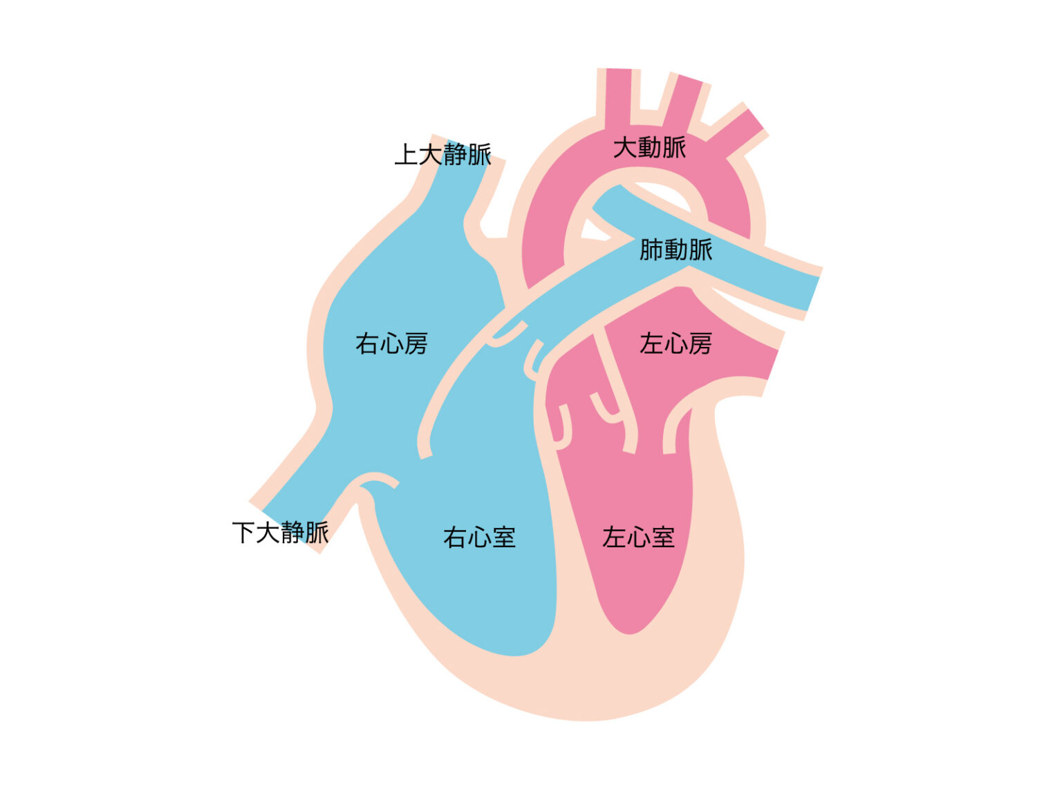 【高齢者に多い心不全】左心不全と右心不全の違い vol.230 介護ラボ 日日是好日 kanalog カナ